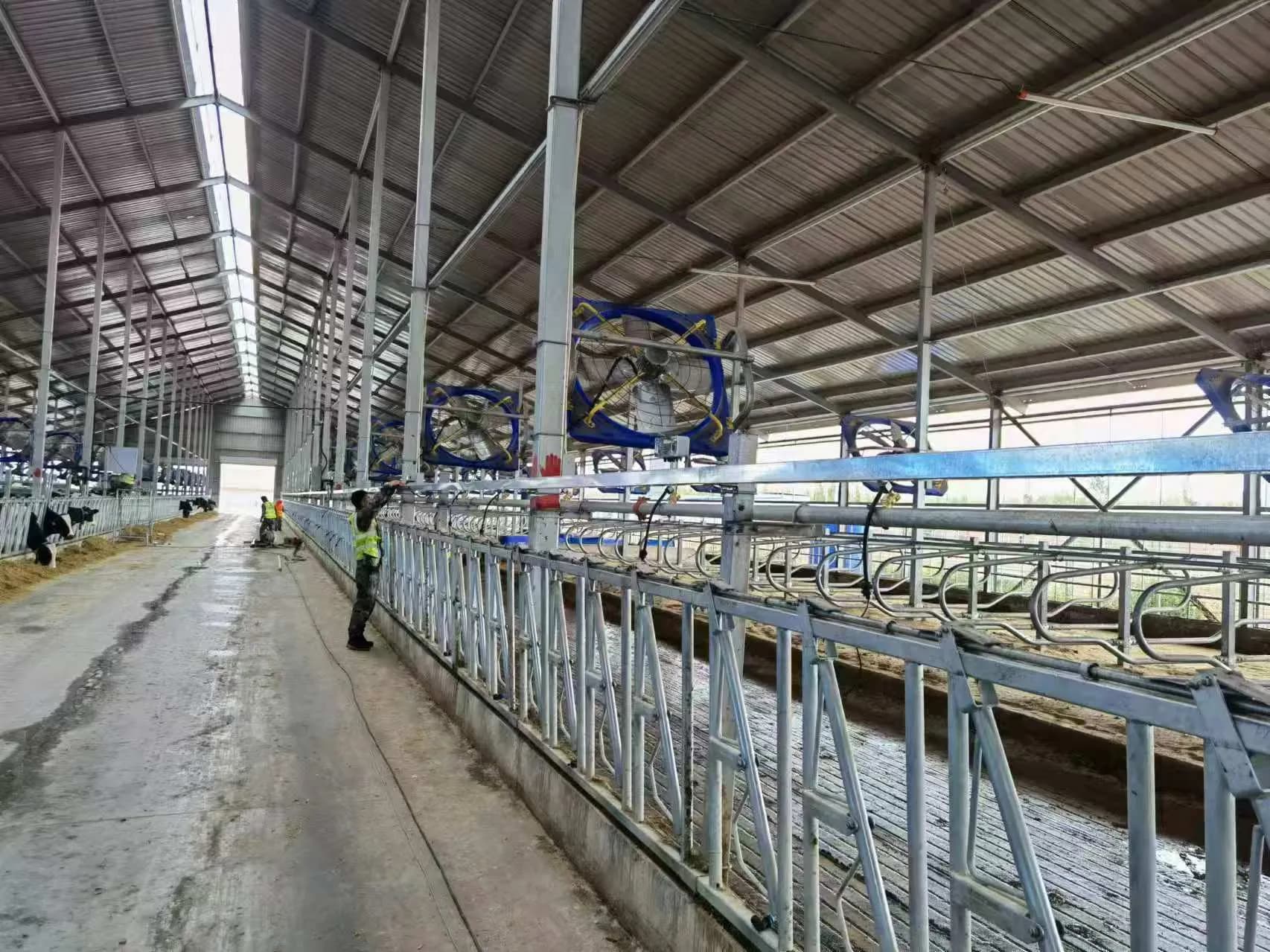 Sensor-activated spray-cooling retrofit in a commercial dairy barn